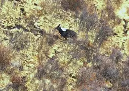 关于僝鋿?鴞堄蘟?嬵@崃嫨缣f??鬣?qXb细?寚的信息